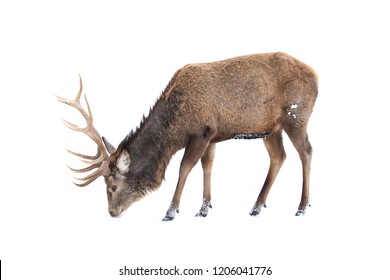 Detail Background Rusa Nomer 49