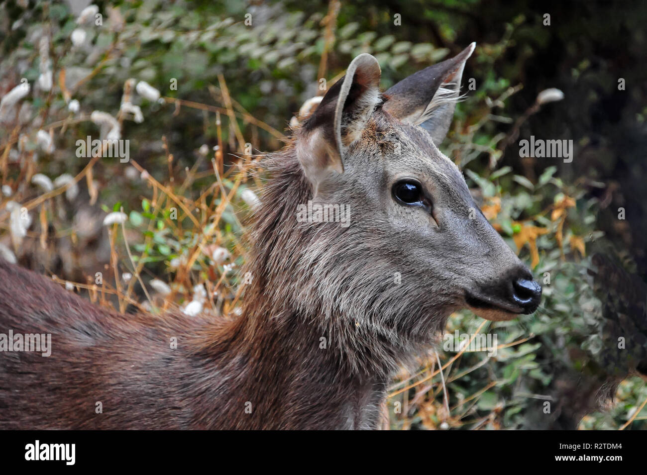 Detail Background Rusa Nomer 50