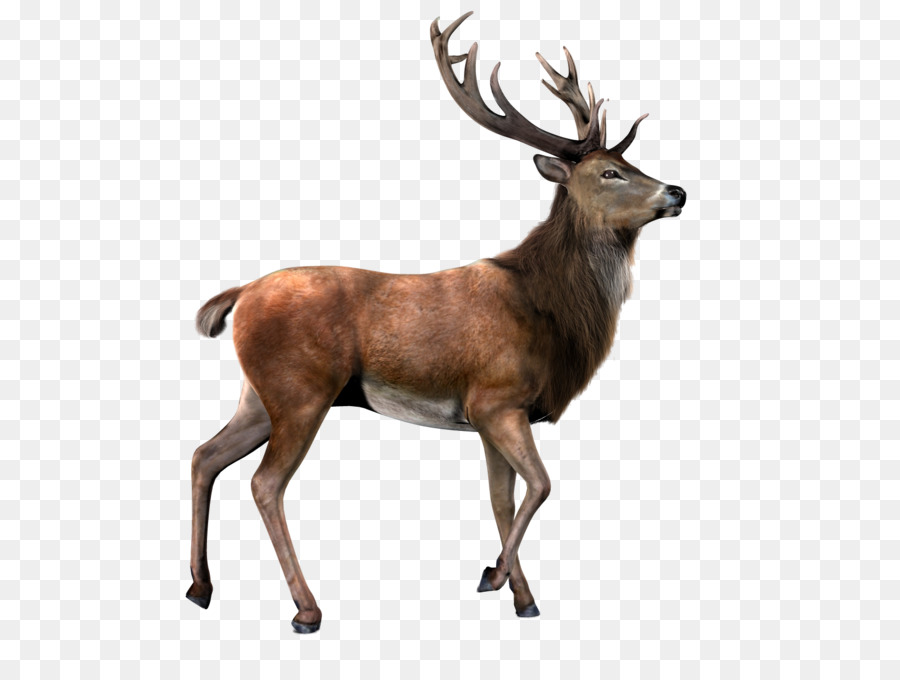 Detail Background Rusa Nomer 52