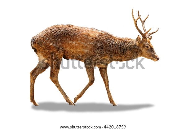 Detail Background Rusa Nomer 54