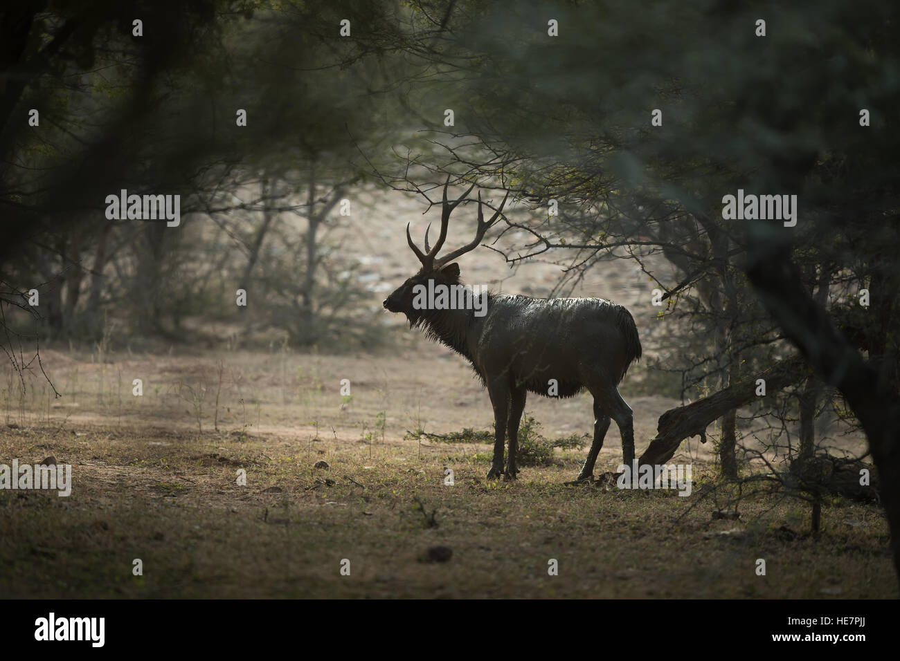 Detail Background Rusa Nomer 56