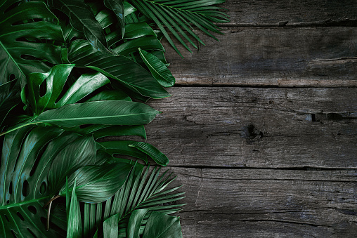 Detail Background Rustic Daun Nomer 2