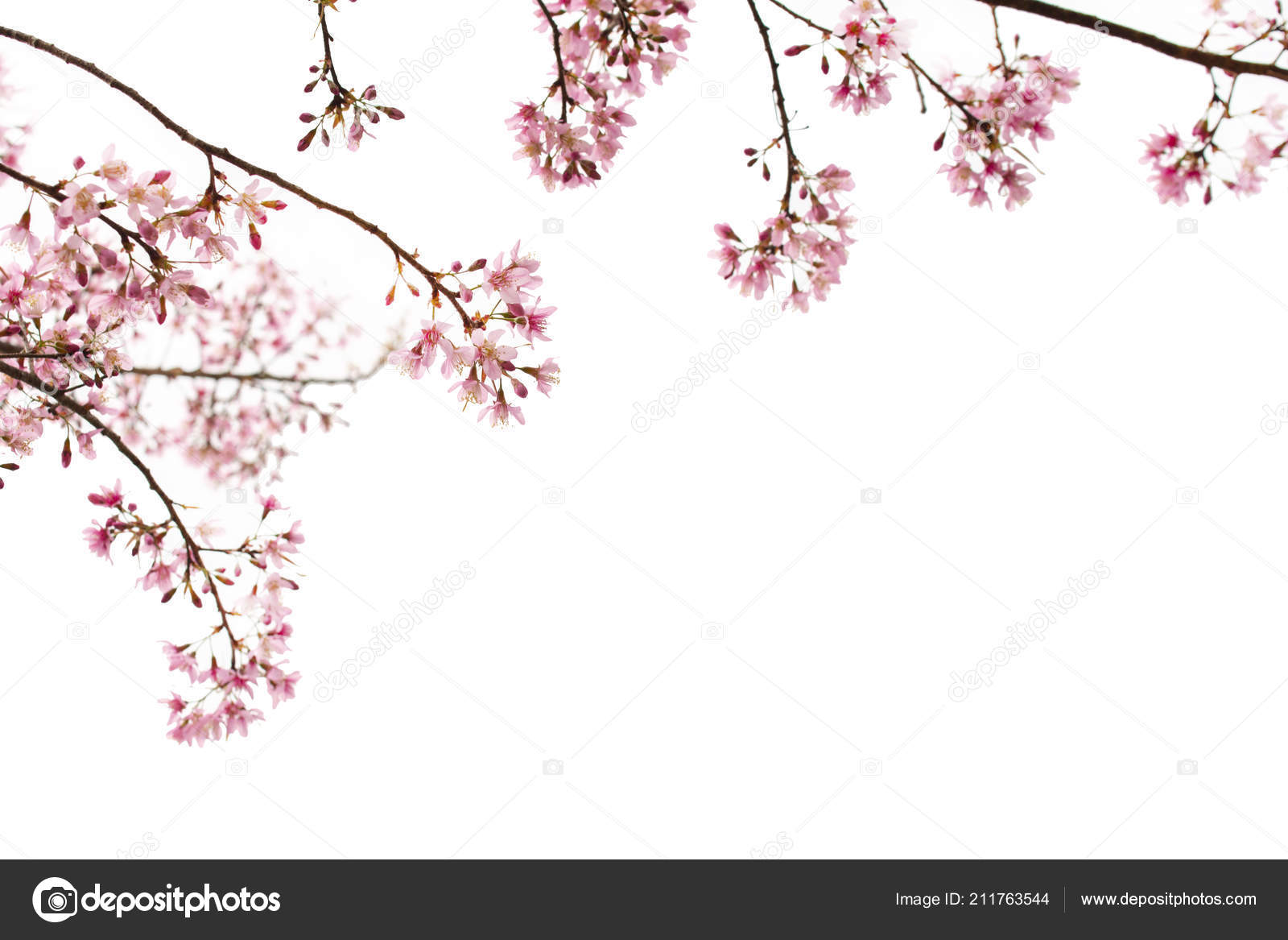 Detail Background Sakura Nomer 19