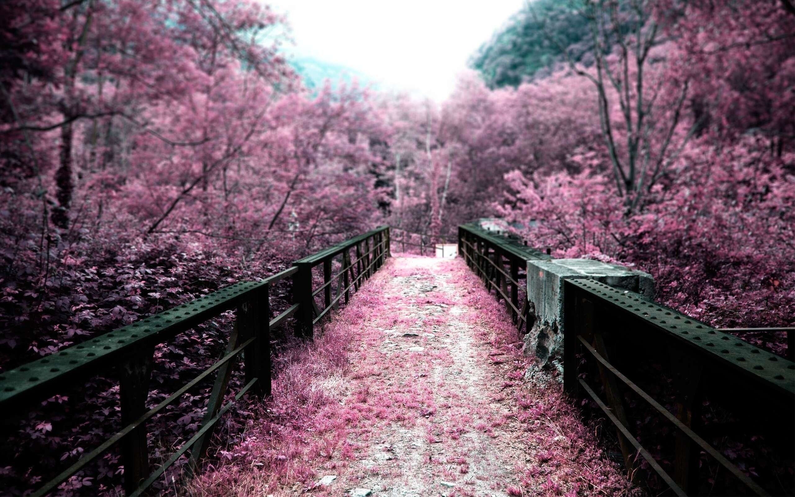 Detail Background Sakura Hd Nomer 2
