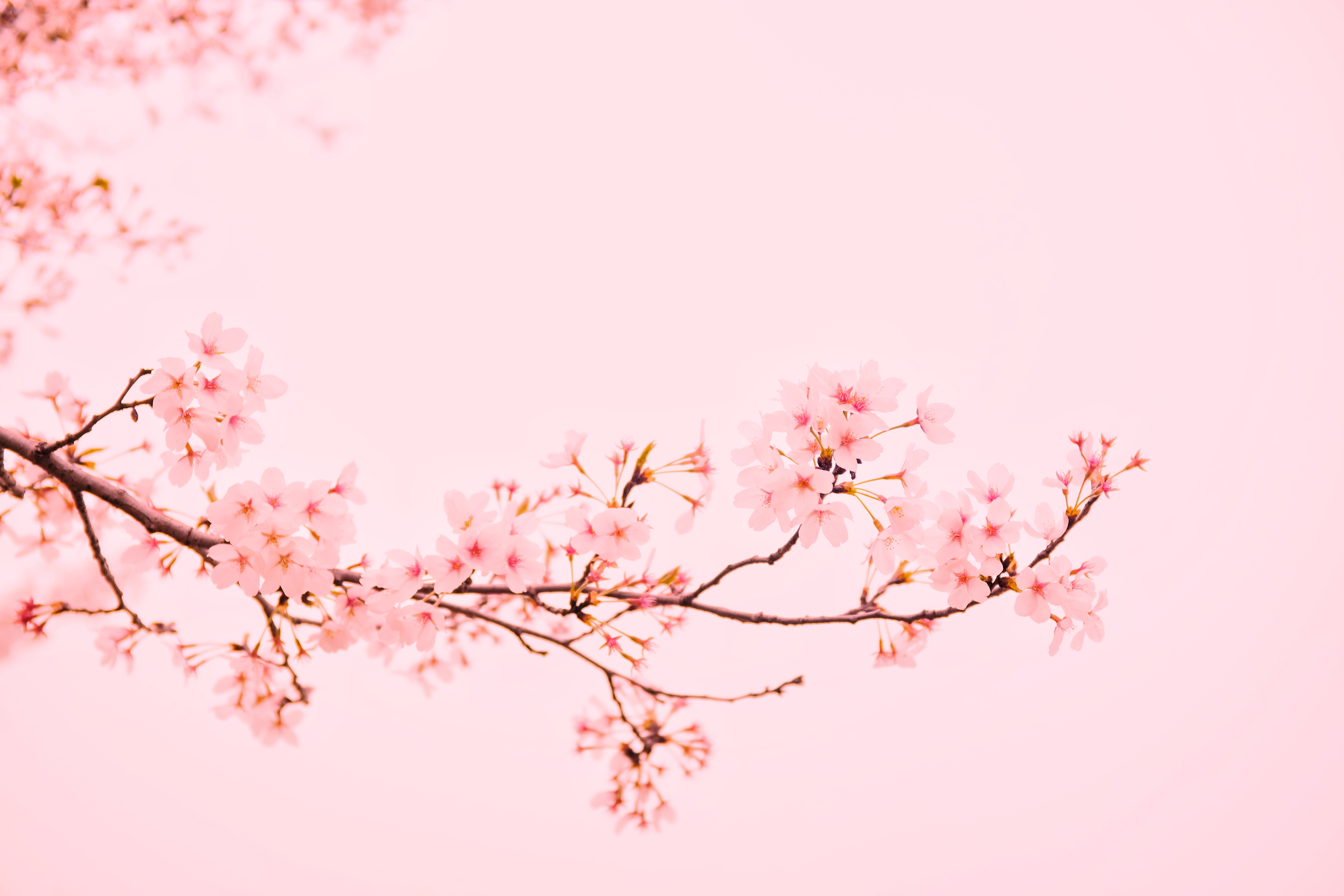 Detail Background Sakura Hd Nomer 3