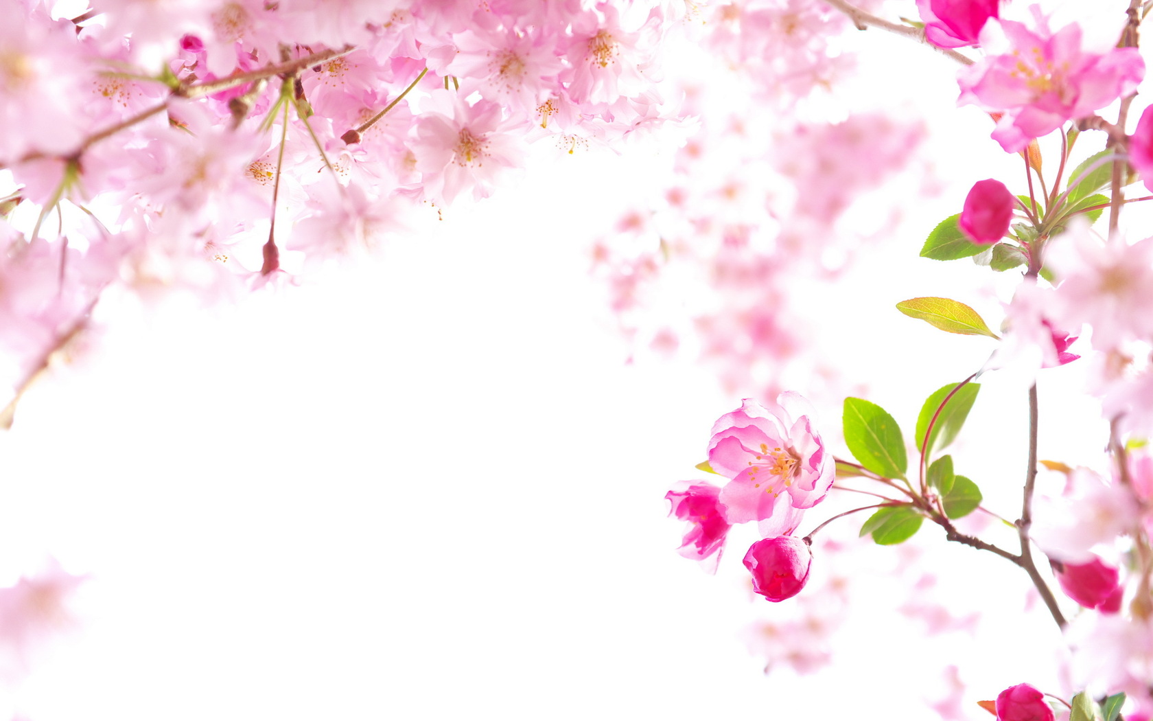 Detail Background Sakura Hd Nomer 28