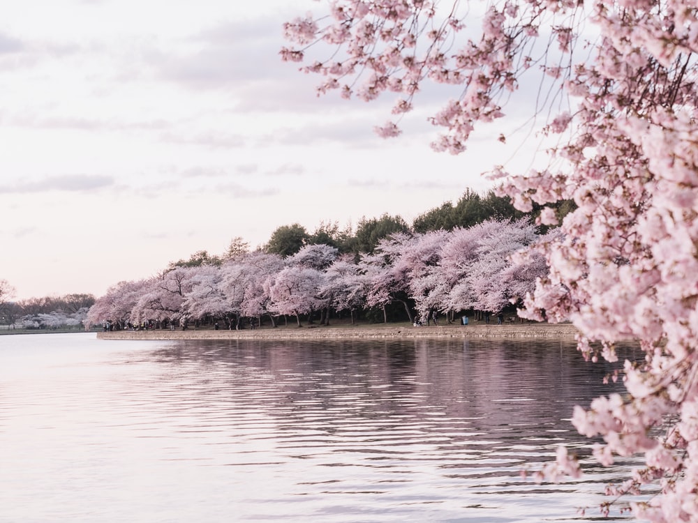 Detail Background Sakura Hd Nomer 4