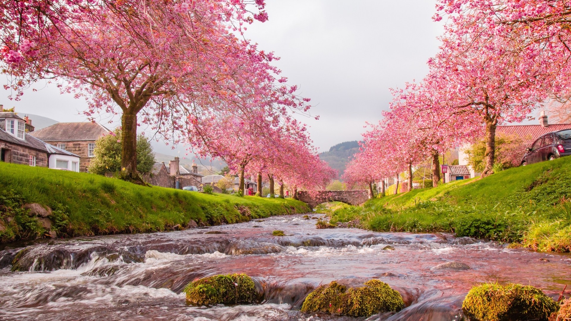 Detail Background Sakura Hd Nomer 32
