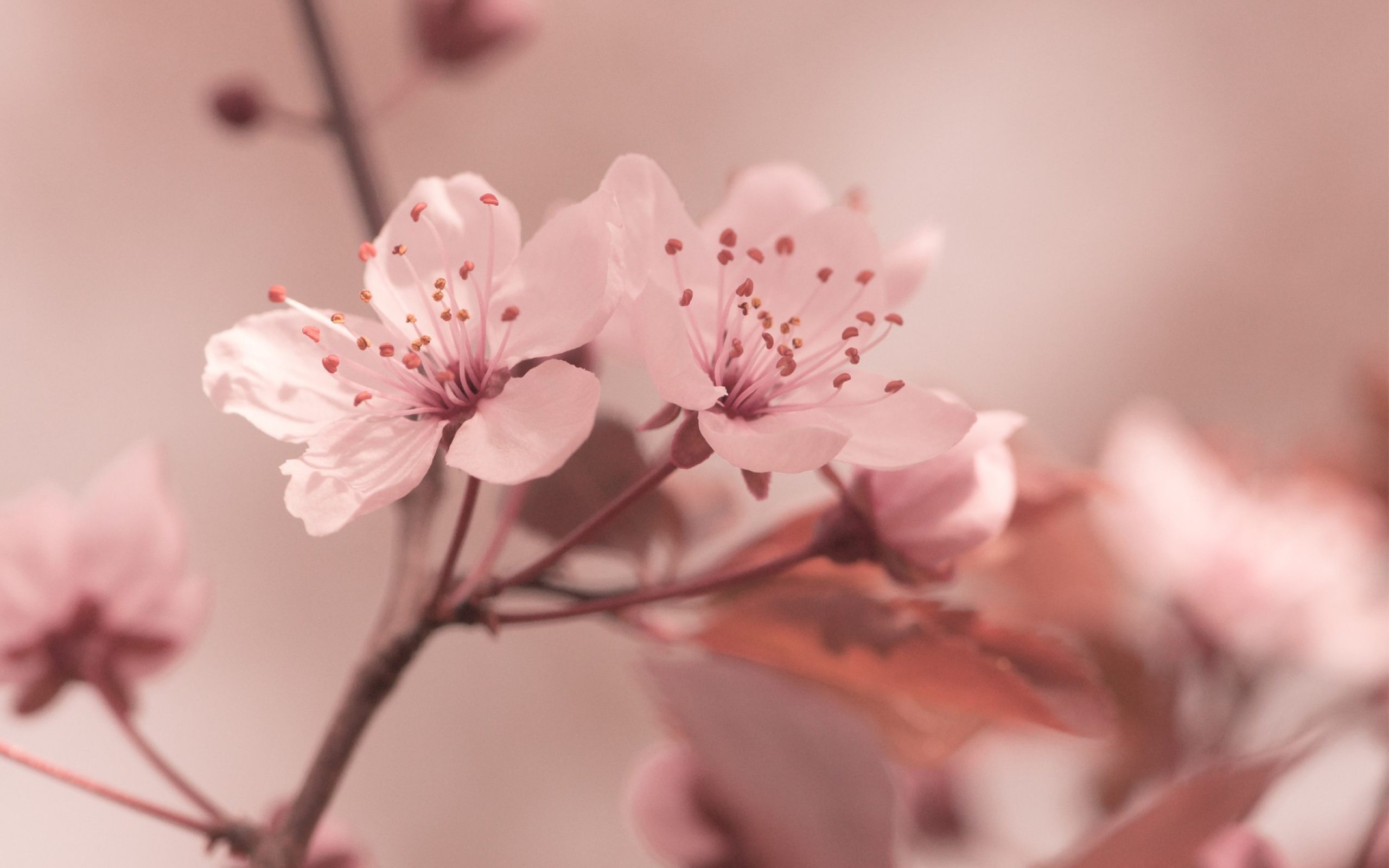 Detail Background Sakura Hd Nomer 37