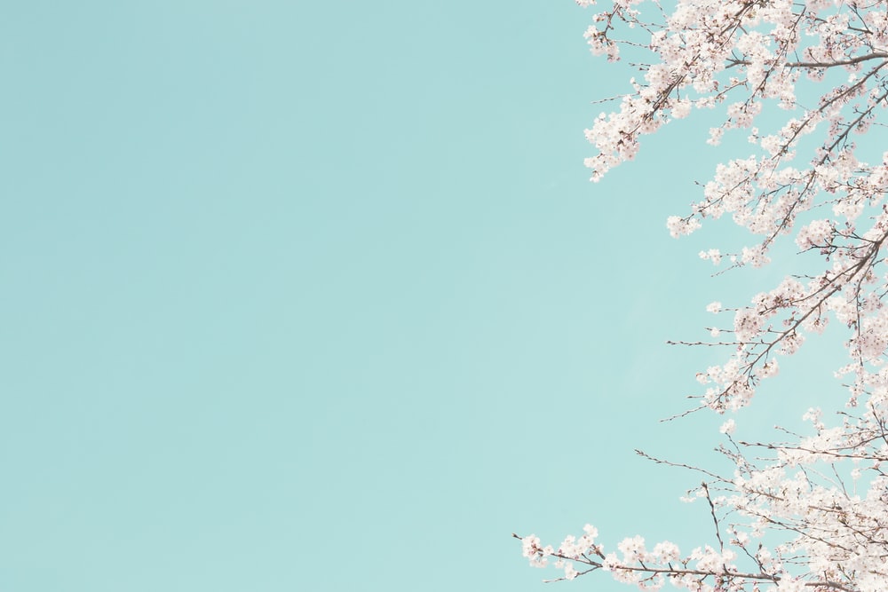Detail Background Sakura Hd Nomer 5