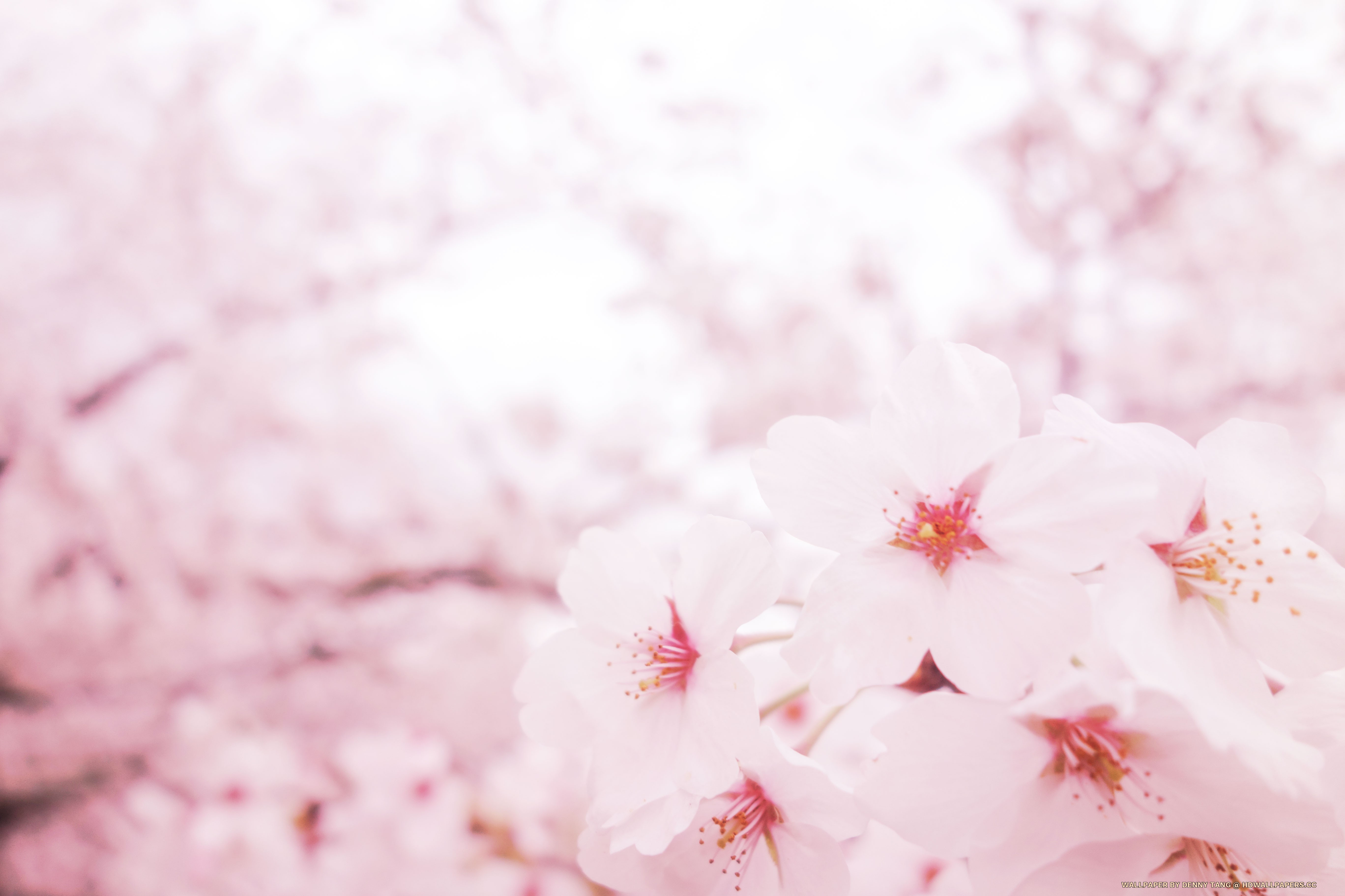 Detail Background Sakura Hd Nomer 40