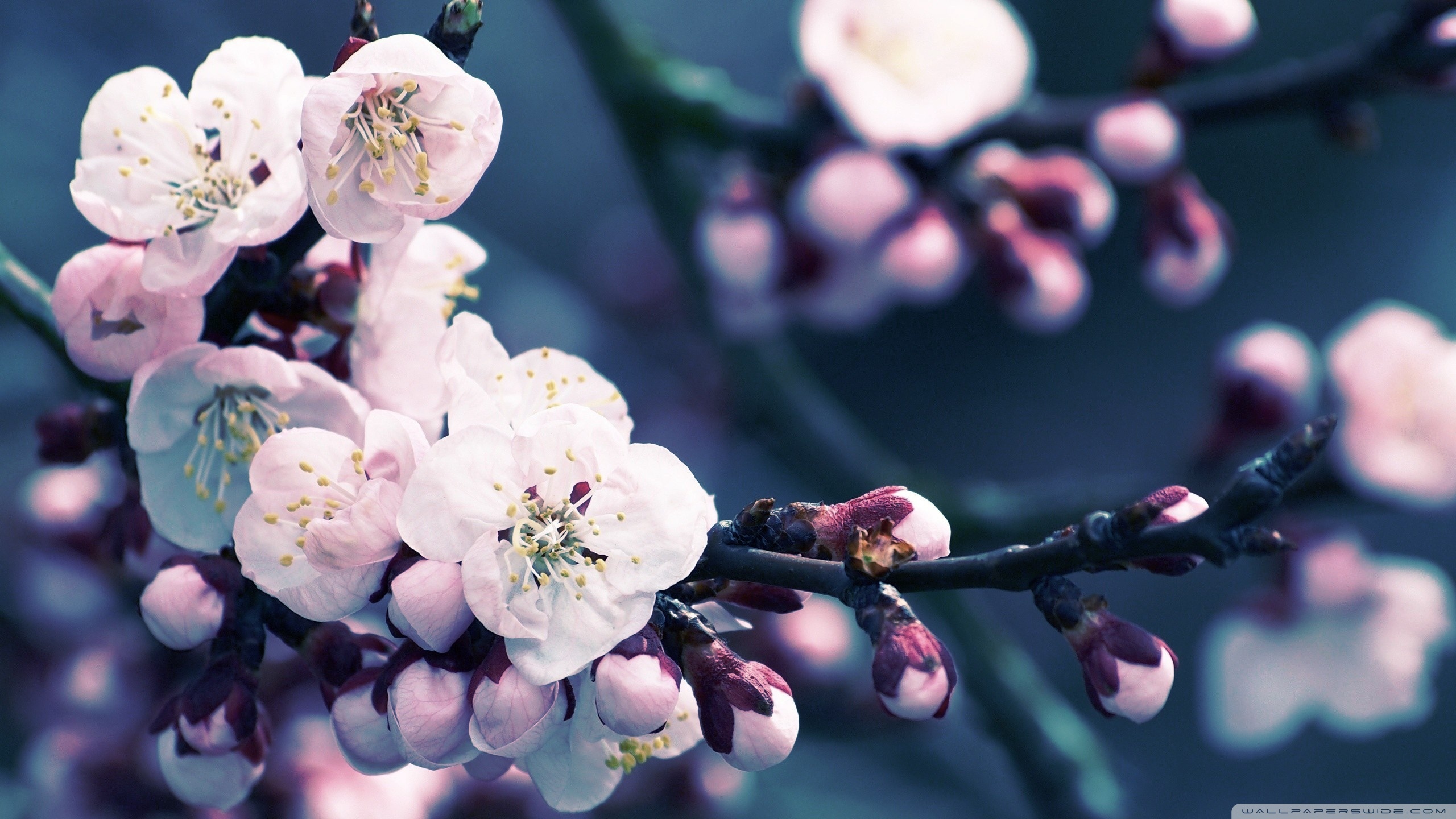 Detail Background Sakura Hd Nomer 48