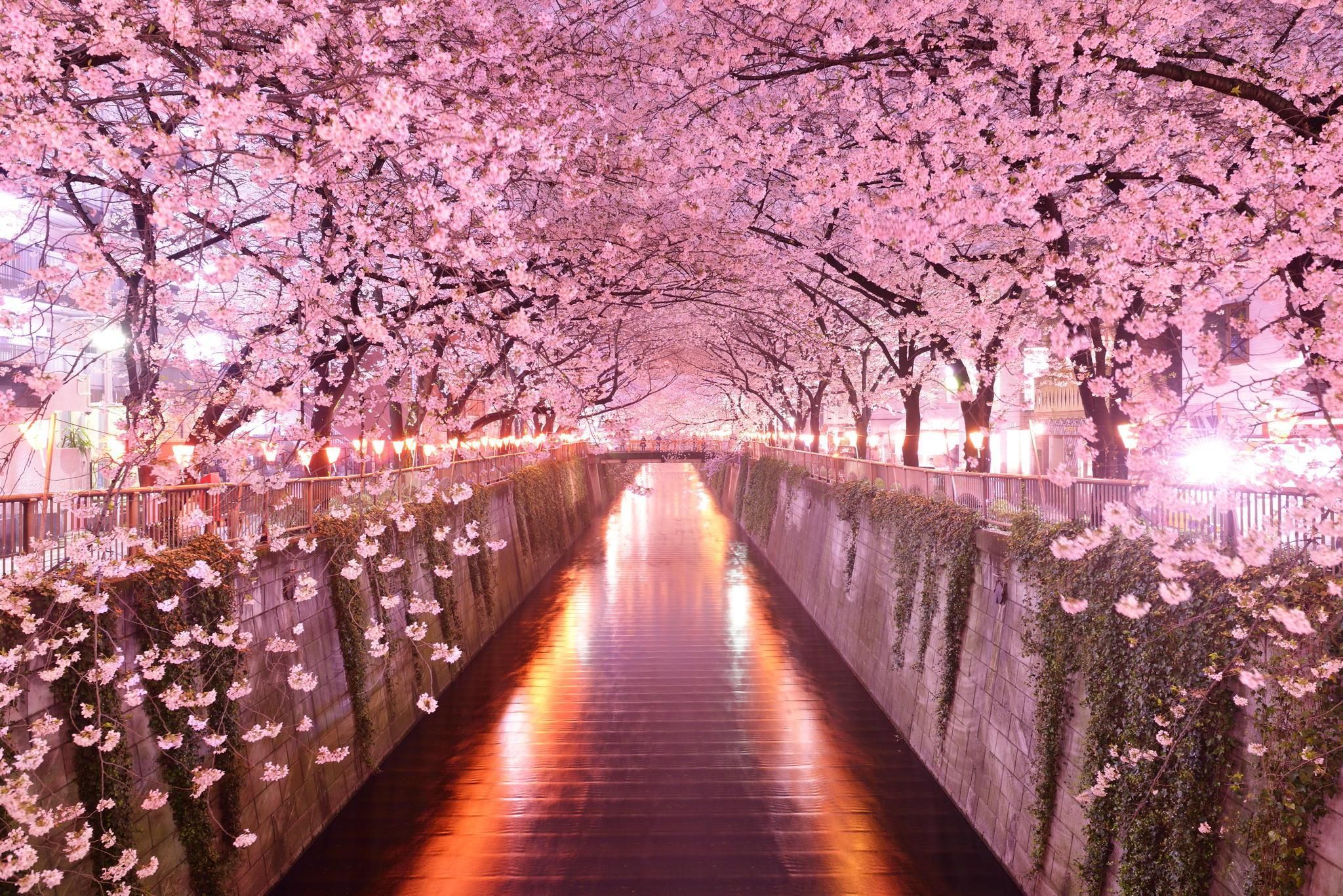Detail Background Sakura Hd Nomer 6