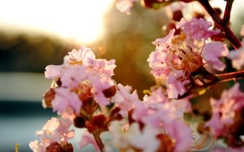 Detail Background Sakura Hd Nomer 51