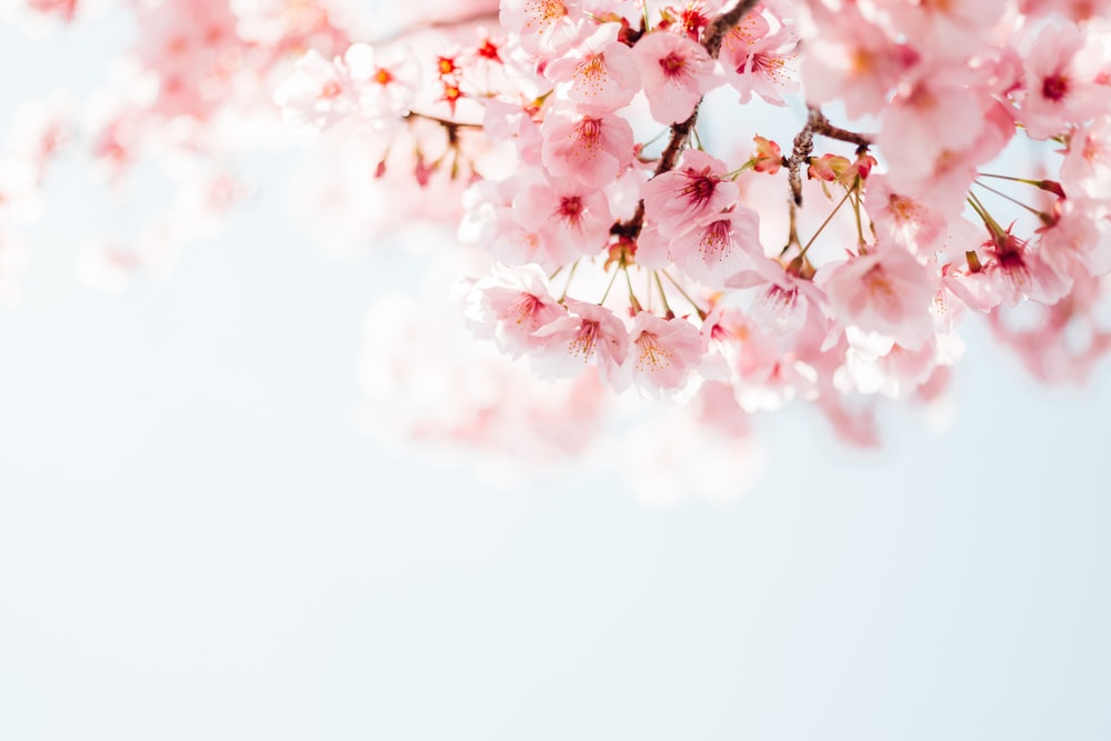 Detail Background Sakura Hd Nomer 9