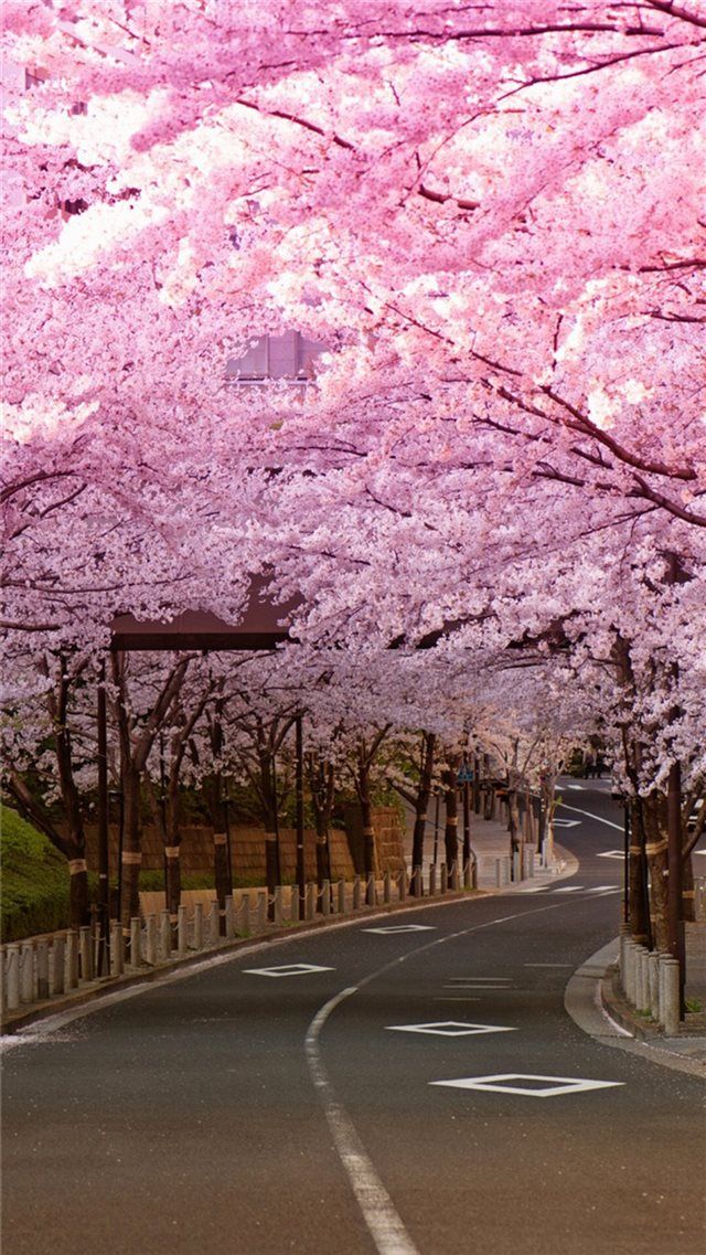 Detail Background Sakura Jepang Nomer 39