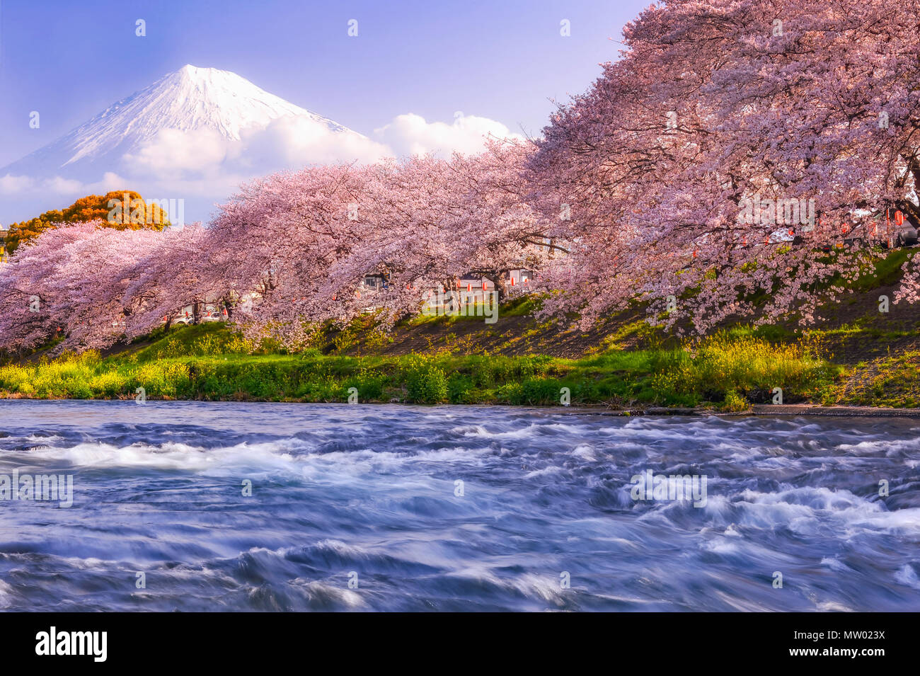 Detail Background Sakura Jepang Nomer 44