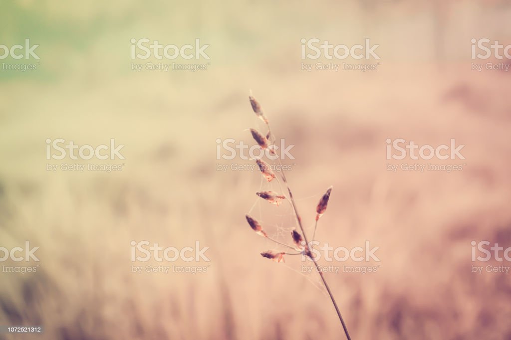 Detail Background Santai Nomer 4