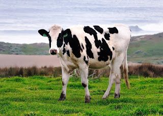 Detail Background Sapi Perah Nomer 4