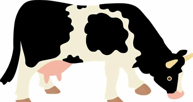 Detail Background Sapi Perah Nomer 53