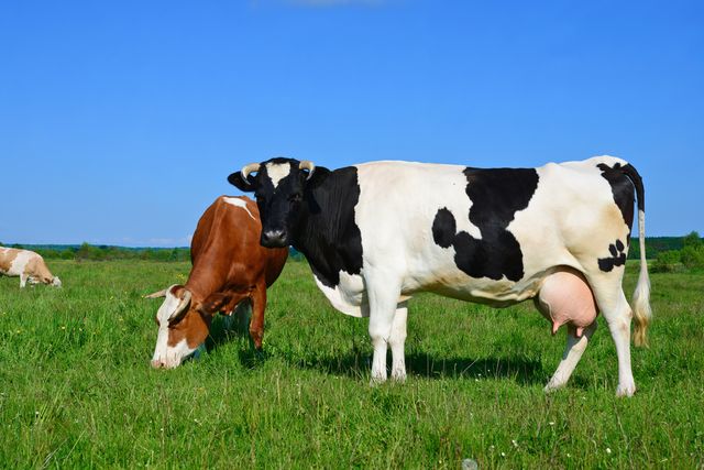 Detail Background Sapi Perah Nomer 54