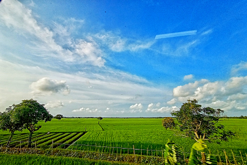 Background Sawah - KibrisPDR