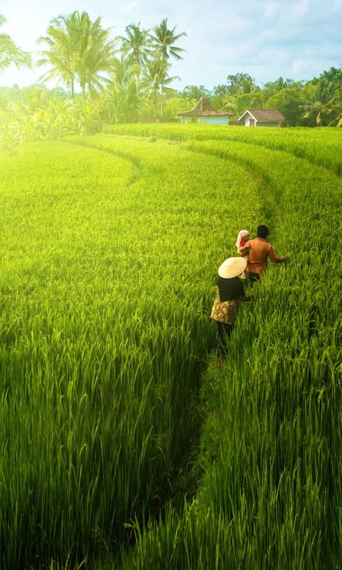 Detail Background Sawah Nomer 28