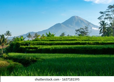 Detail Background Sawah Nomer 5