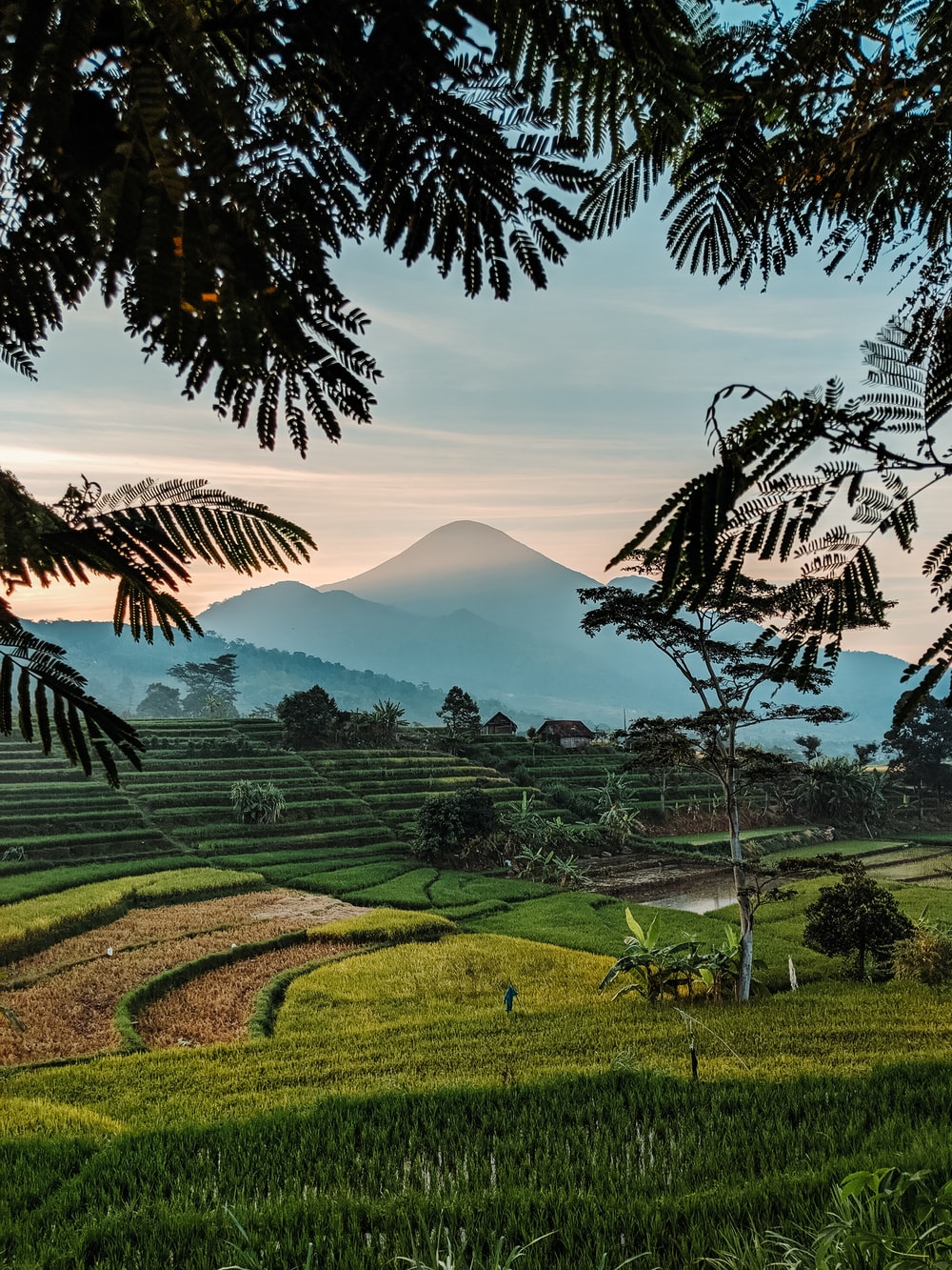 Detail Background Sawah Nomer 6