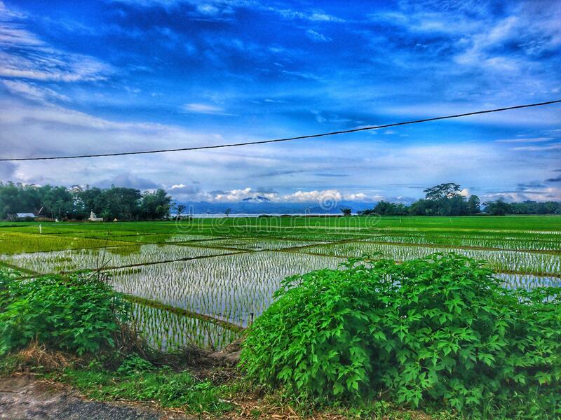 Detail Background Sawah Nomer 47