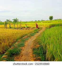 Detail Background Sawah Nomer 53