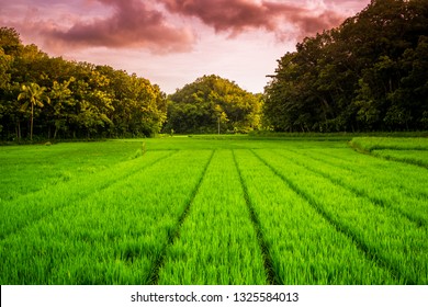Detail Background Sawah Nomer 8
