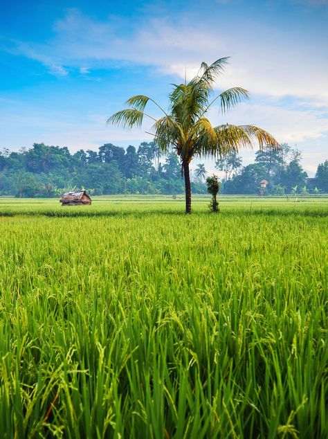 Detail Background Sawah Padi Nomer 2