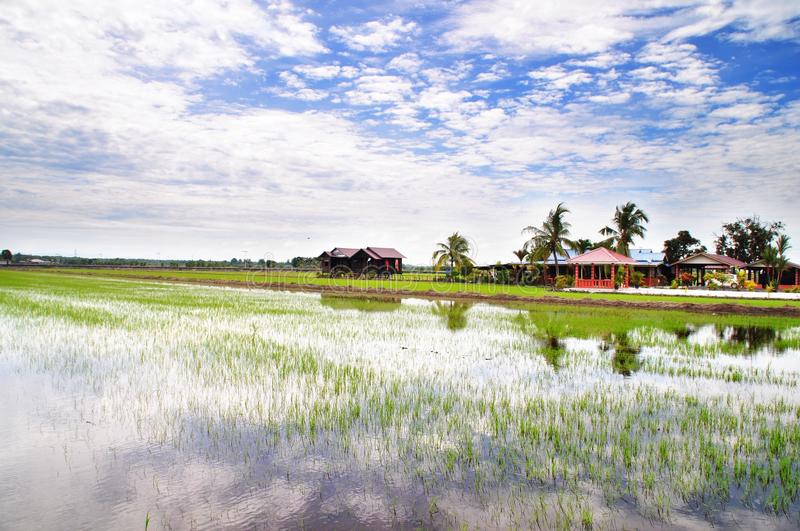 Detail Background Sawah Padi Nomer 12