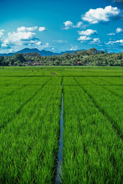 Detail Background Sawah Padi Nomer 13