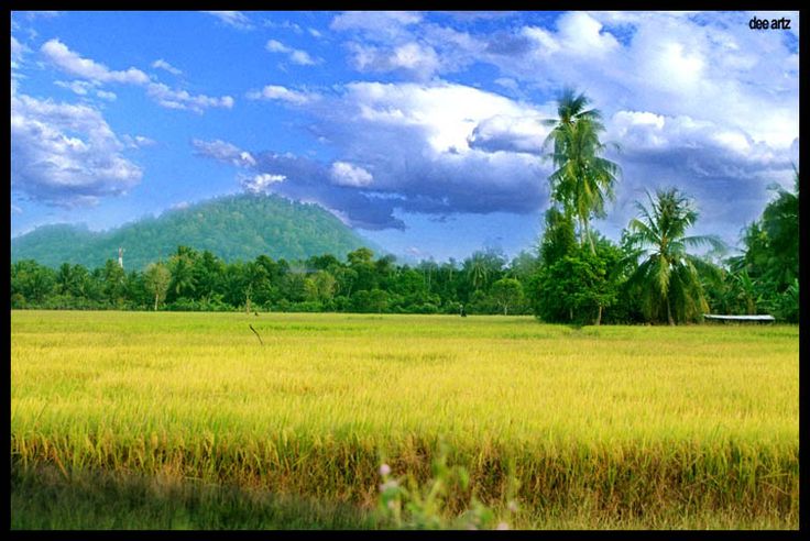 Detail Background Sawah Padi Nomer 14