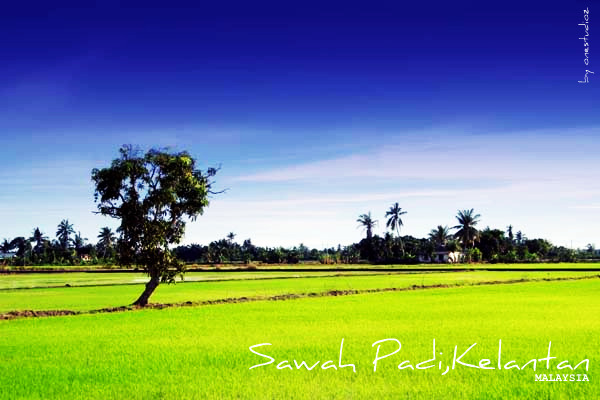 Detail Background Sawah Padi Nomer 15