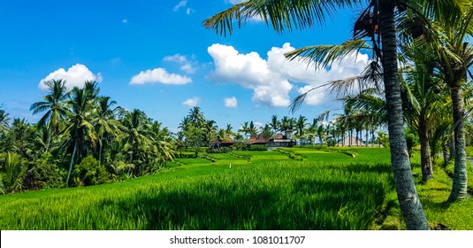 Detail Background Sawah Padi Nomer 20