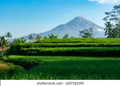 Detail Background Sawah Padi Nomer 3