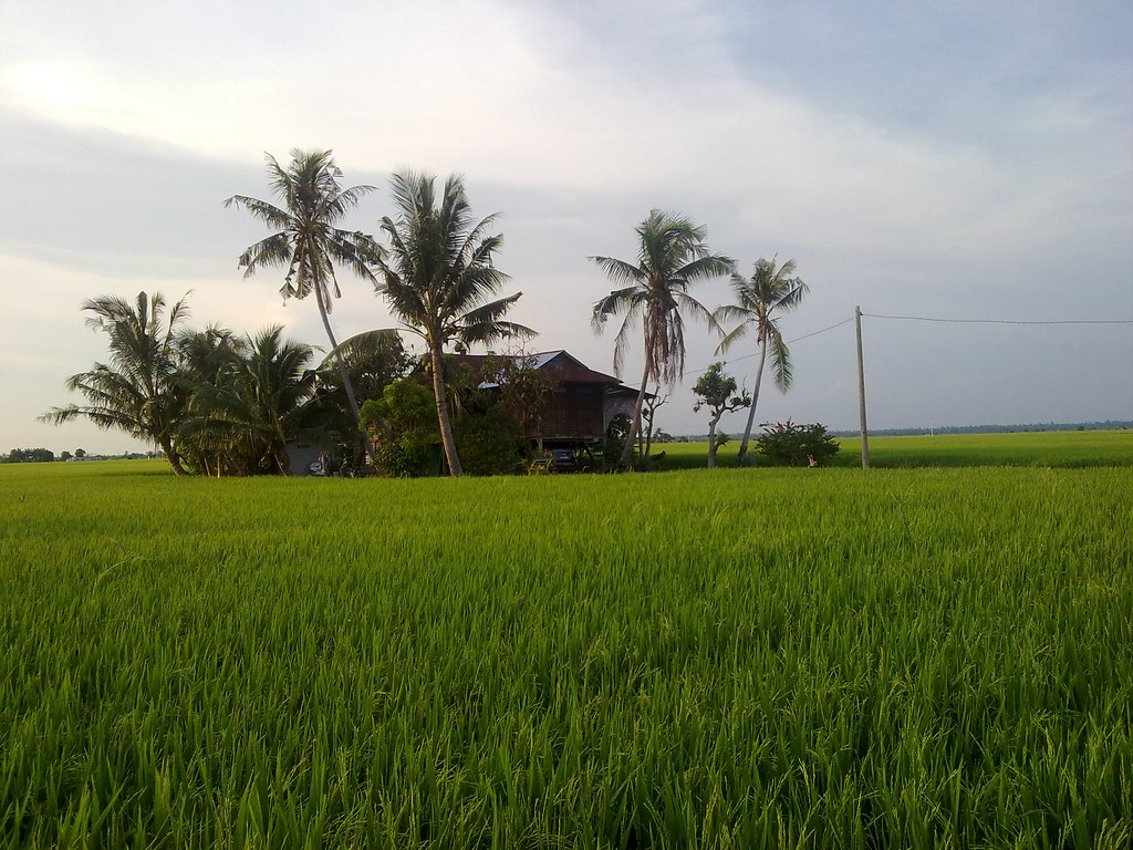 Detail Background Sawah Padi Nomer 23