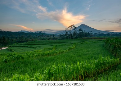 Detail Background Sawah Padi Nomer 32