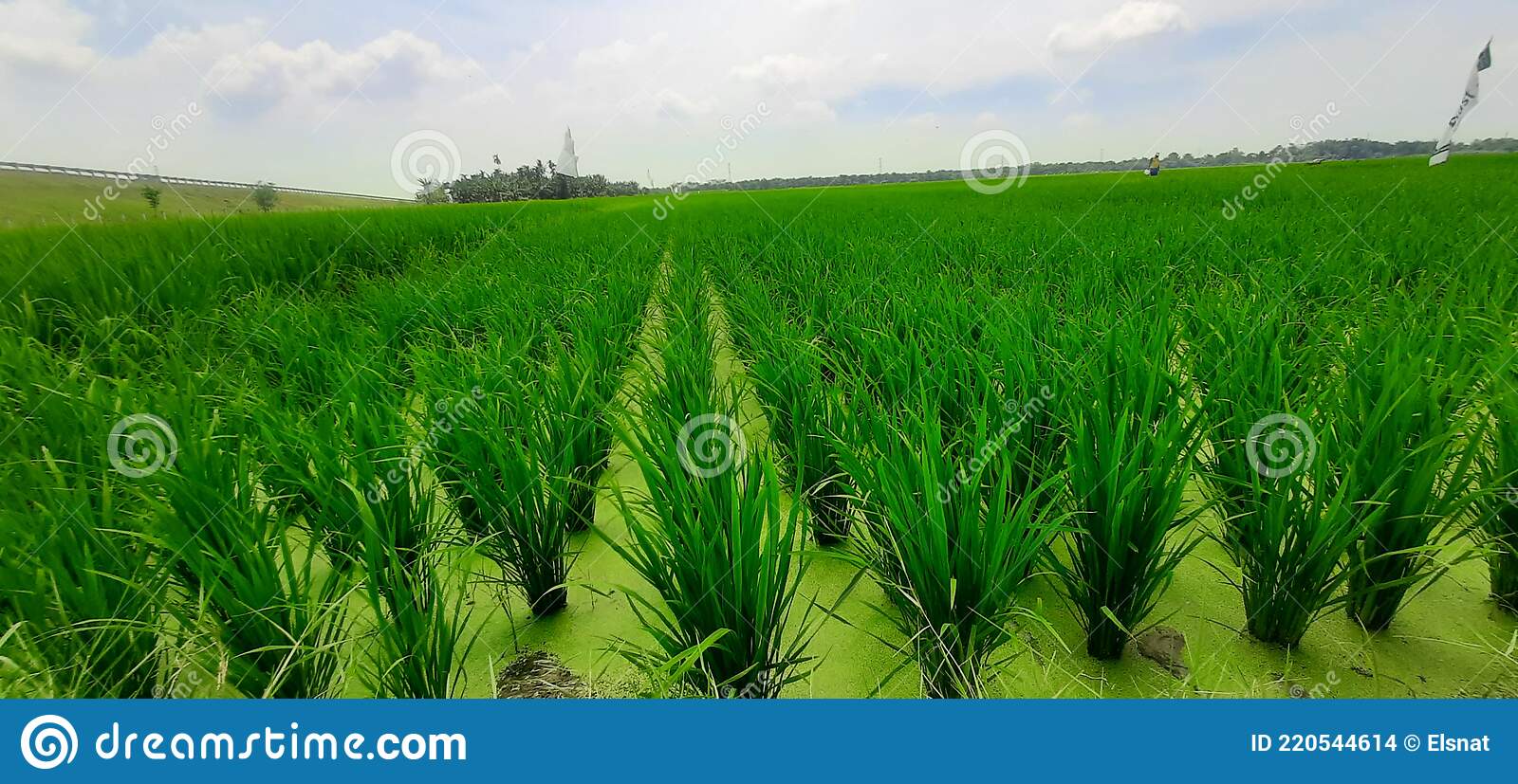 Detail Background Sawah Padi Nomer 37