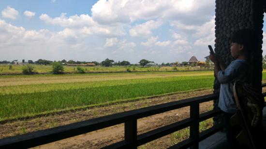 Detail Background Sawah Padi Nomer 39