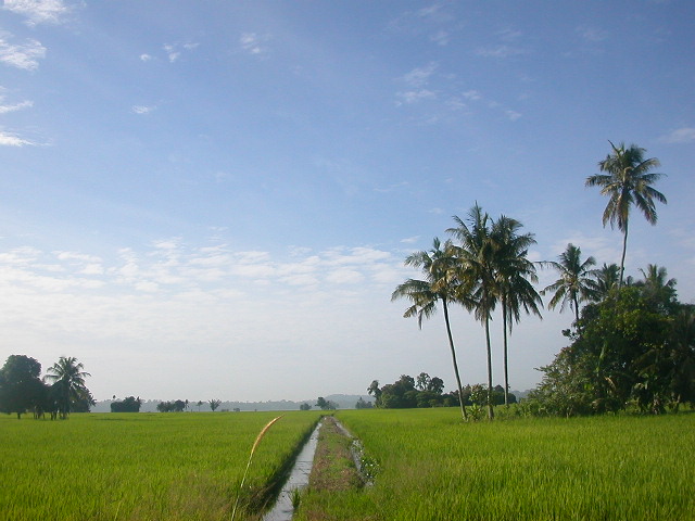 Detail Background Sawah Padi Nomer 45