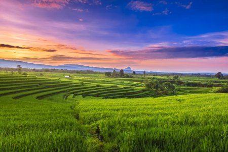 Detail Background Sawah Padi Nomer 46