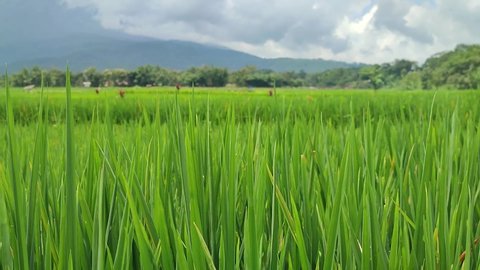 Detail Background Sawah Padi Nomer 47