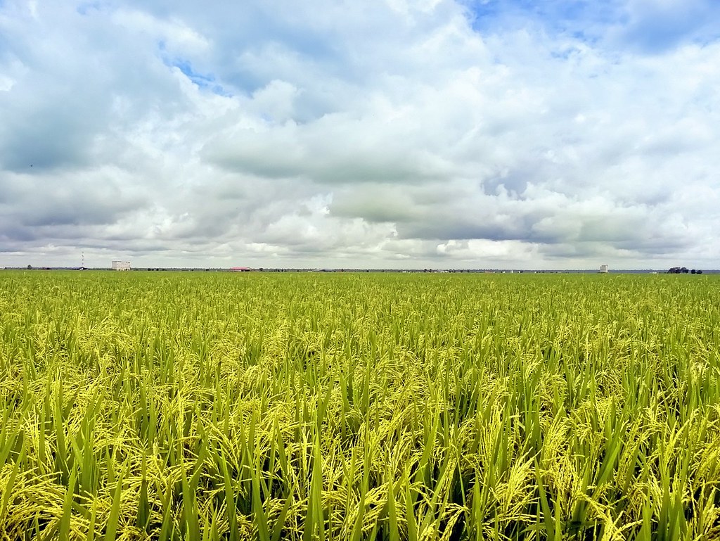 Detail Background Sawah Padi Nomer 49