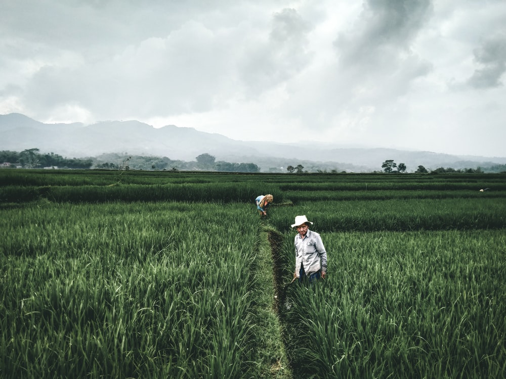 Detail Background Sawah Padi Nomer 51