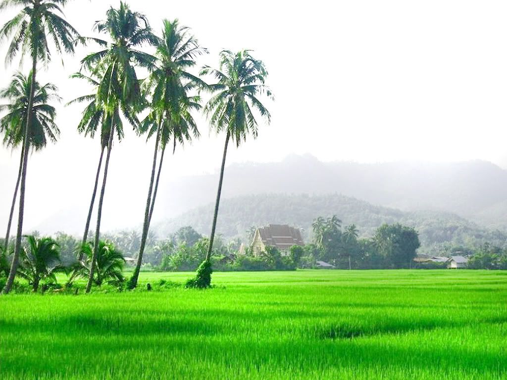 Detail Background Sawah Padi Nomer 7