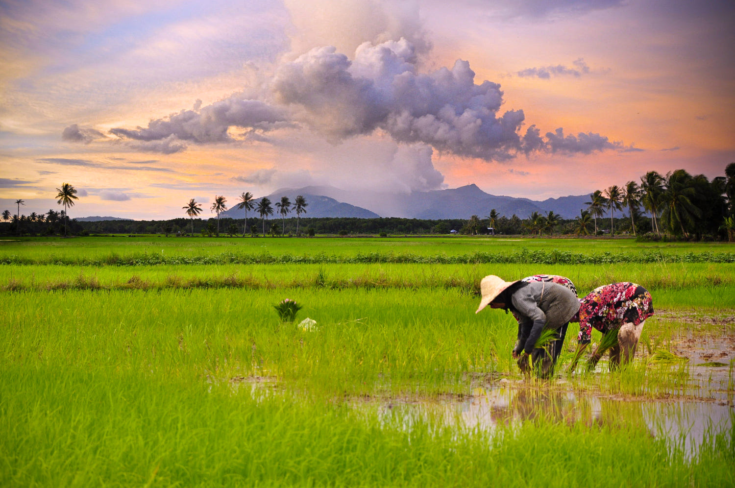 Detail Background Sawah Padi Nomer 9